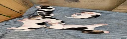 Beagle dogs for sale:     Stunning Beagle Puppies – 4 Boys & 4 Girls - Advert 6