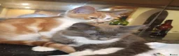 Turkish Angora cats for sale: 3 beautiful kittens angora mixed breed  - Advert 2