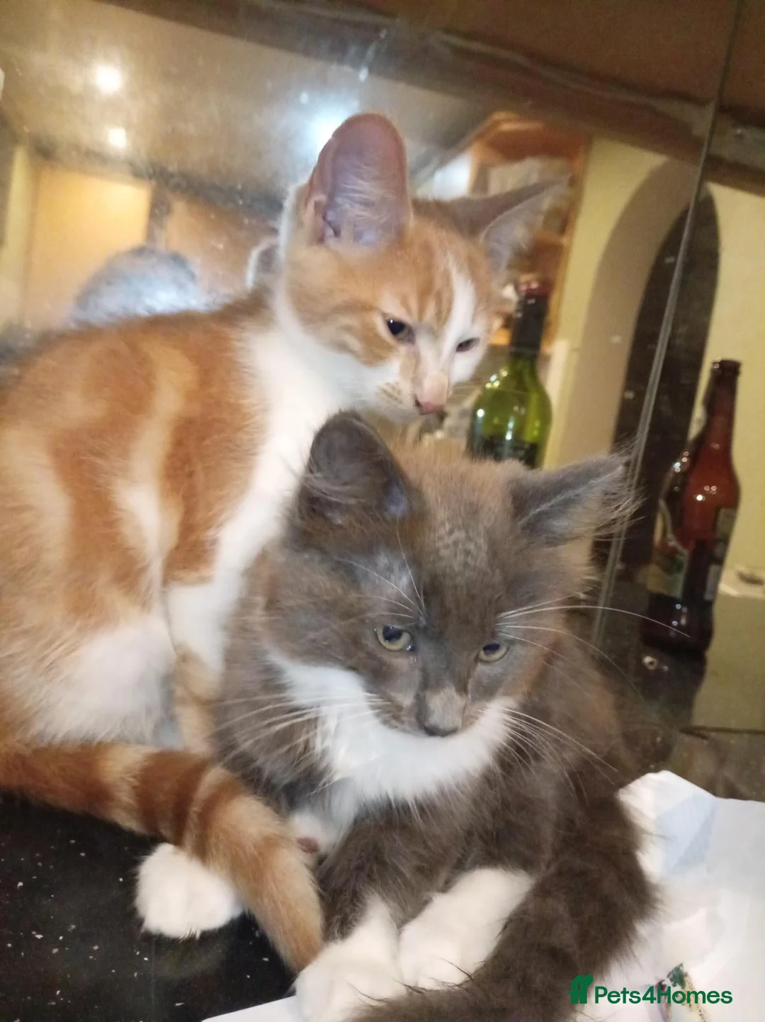 Turkish Angora cats for sale: 3 beautiful kittens angora mixed breed  - Advert 2