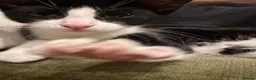 Mixed Breed cats for sale: Beautiful Female Kitten Seeking Loving Home in Romford - Advert 6