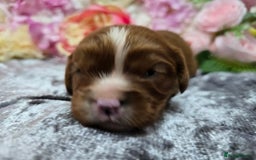 Cavalier King Charles Spaniel dogs for sale: Beautiful KC reg Cavalier King Charles Puppies  - Advert 12