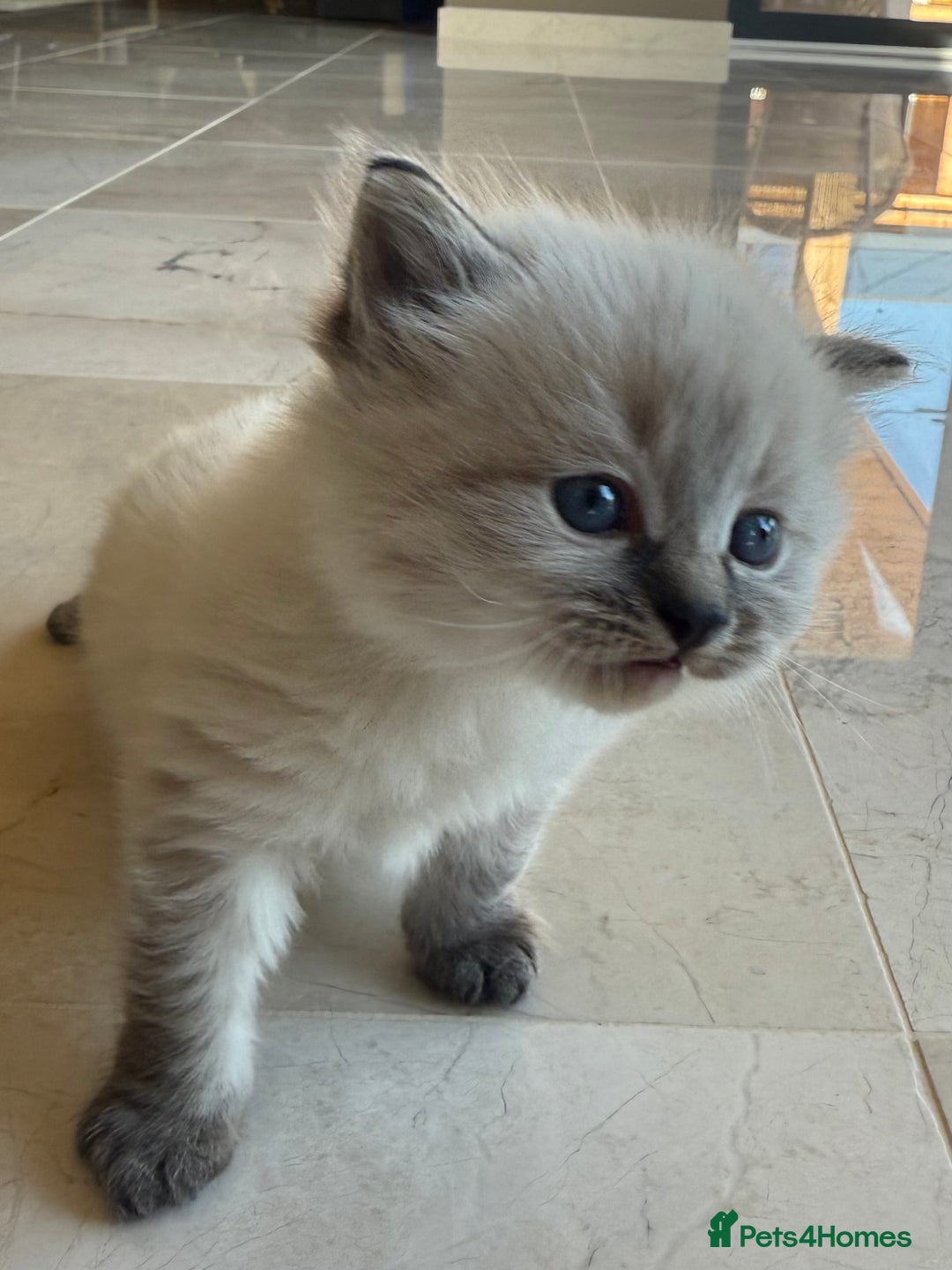 Siberian cats for sale: 🐾 Blue-Eyed Siberian Kittens- 1 Boy & 1 Girl 🐾 - Image 4