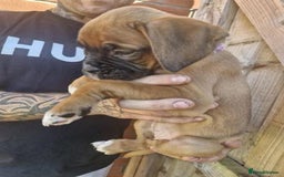 Boxer dogs for sale: Adorable Boxer Puppies Available  - Image 4