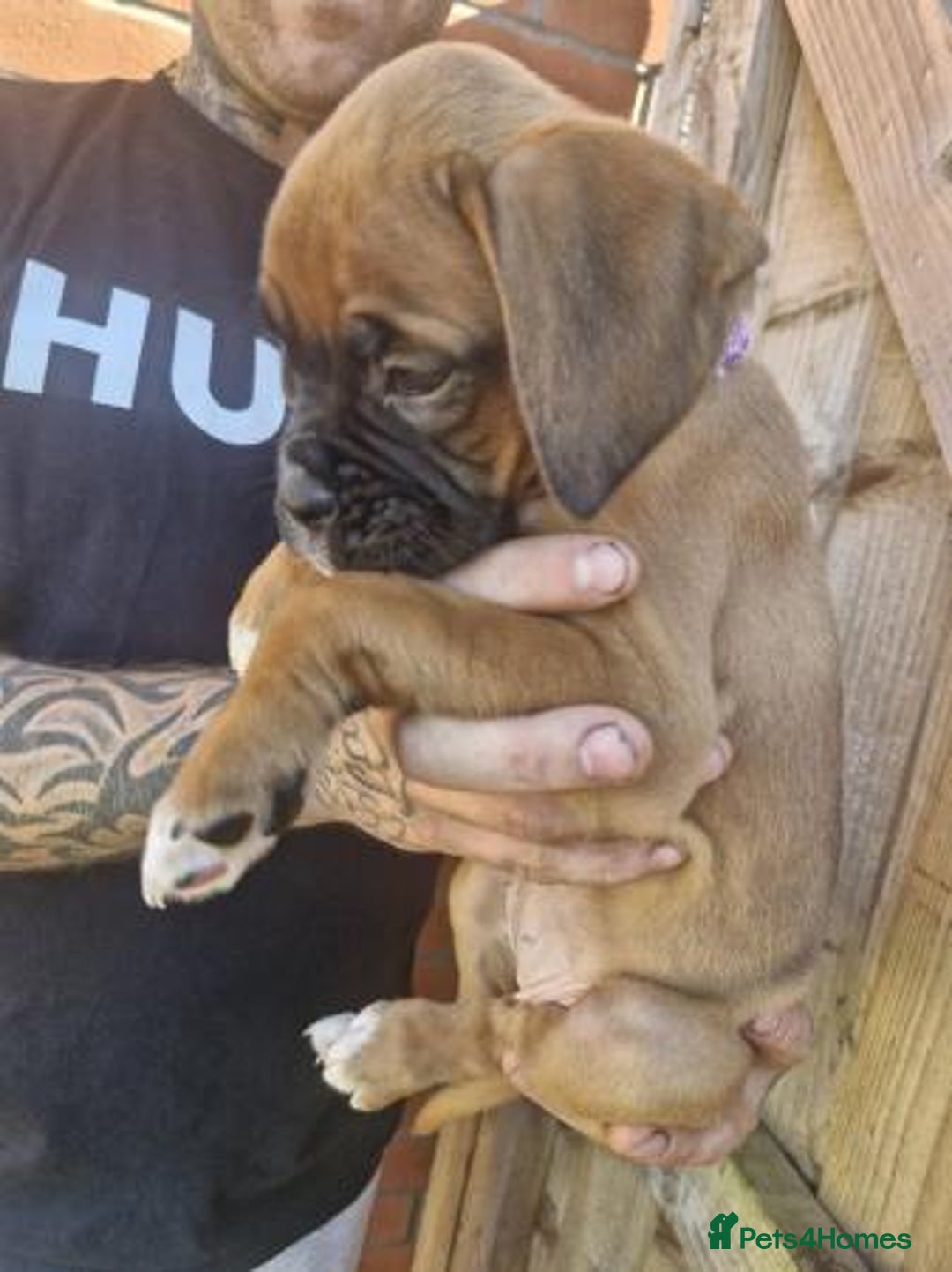 Boxer dogs for sale: Adorable Boxer Puppies Available  - Image 4