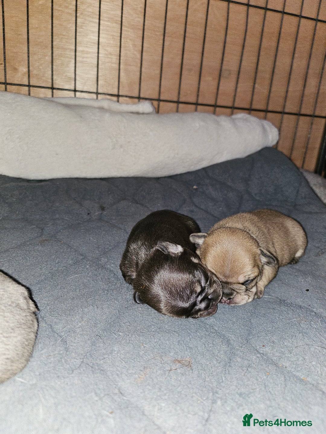 French Bulldog dogs for sale: ⚡️Exquisite 🌈 Pedigree French Bulldog Puppies ⚡️ - Image 24