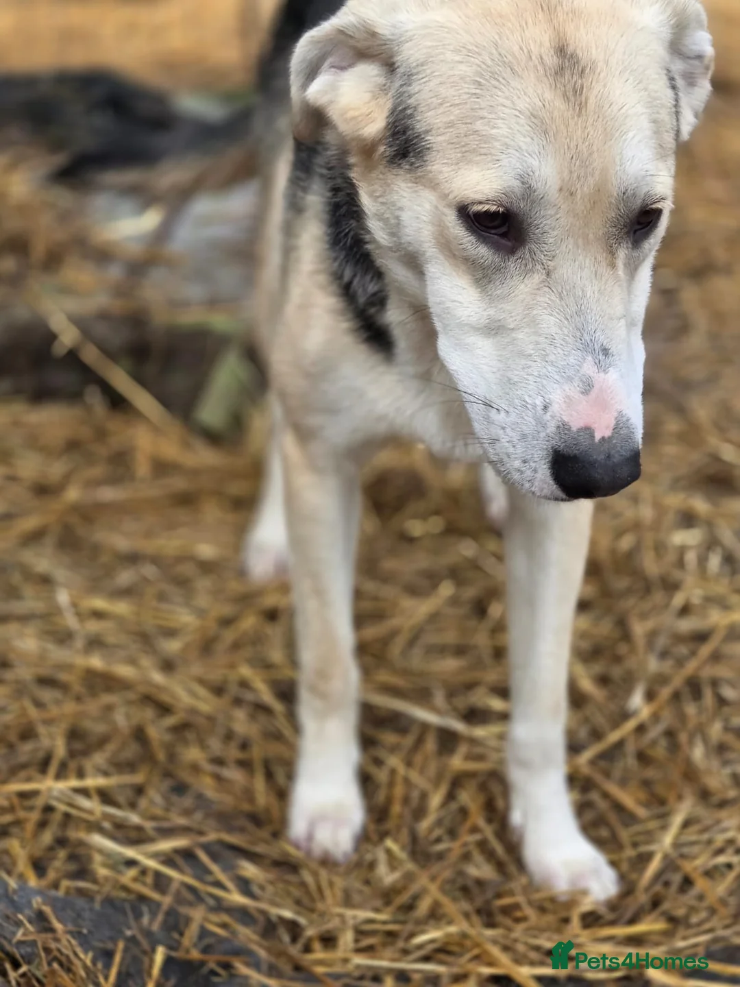 Mixed Breed dogs for adoption: RICKY - a superb young boy for a Loving Home - Advert 15