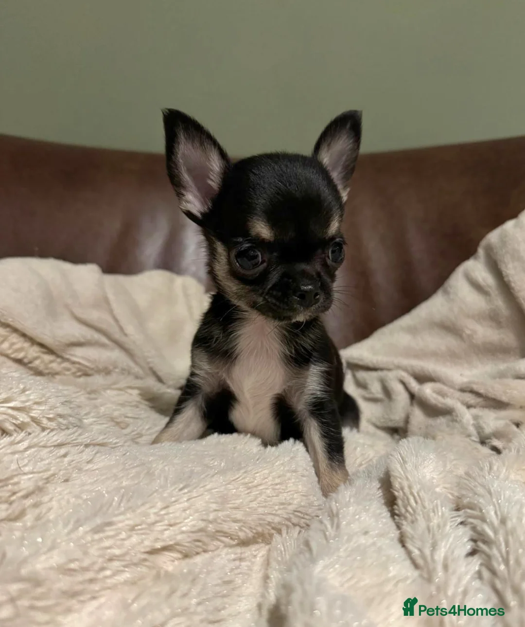 Chihuahua dogs for sale: Chihuahua Puppies 💜 - Advert 2