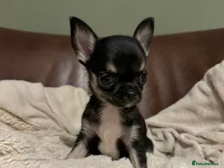Chihuahua dogs Chihuahua Puppies 💜 - Advert 4