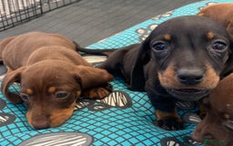 Dachshund dogs for sale: Dachshund puppies  - Image 7