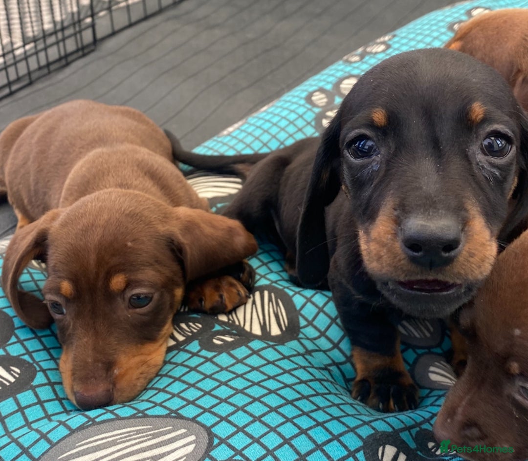 Dachshund dogs for sale: Dachshund puppies  - Image 7