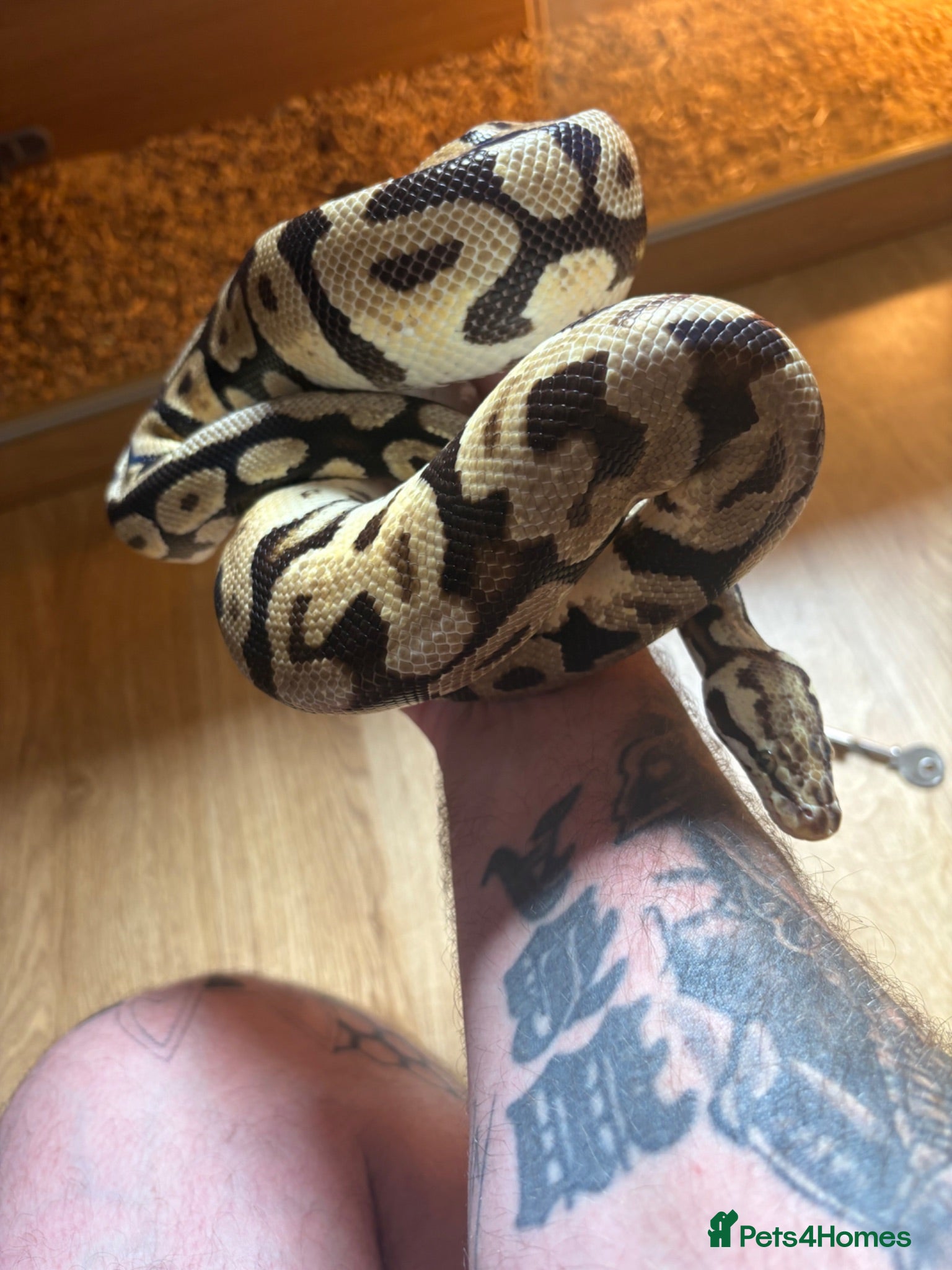 Boa Snake reptiles Male ball python  - Advert 5
