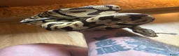 Boa Snake reptiles for sale: Male ball python  - Advert 1