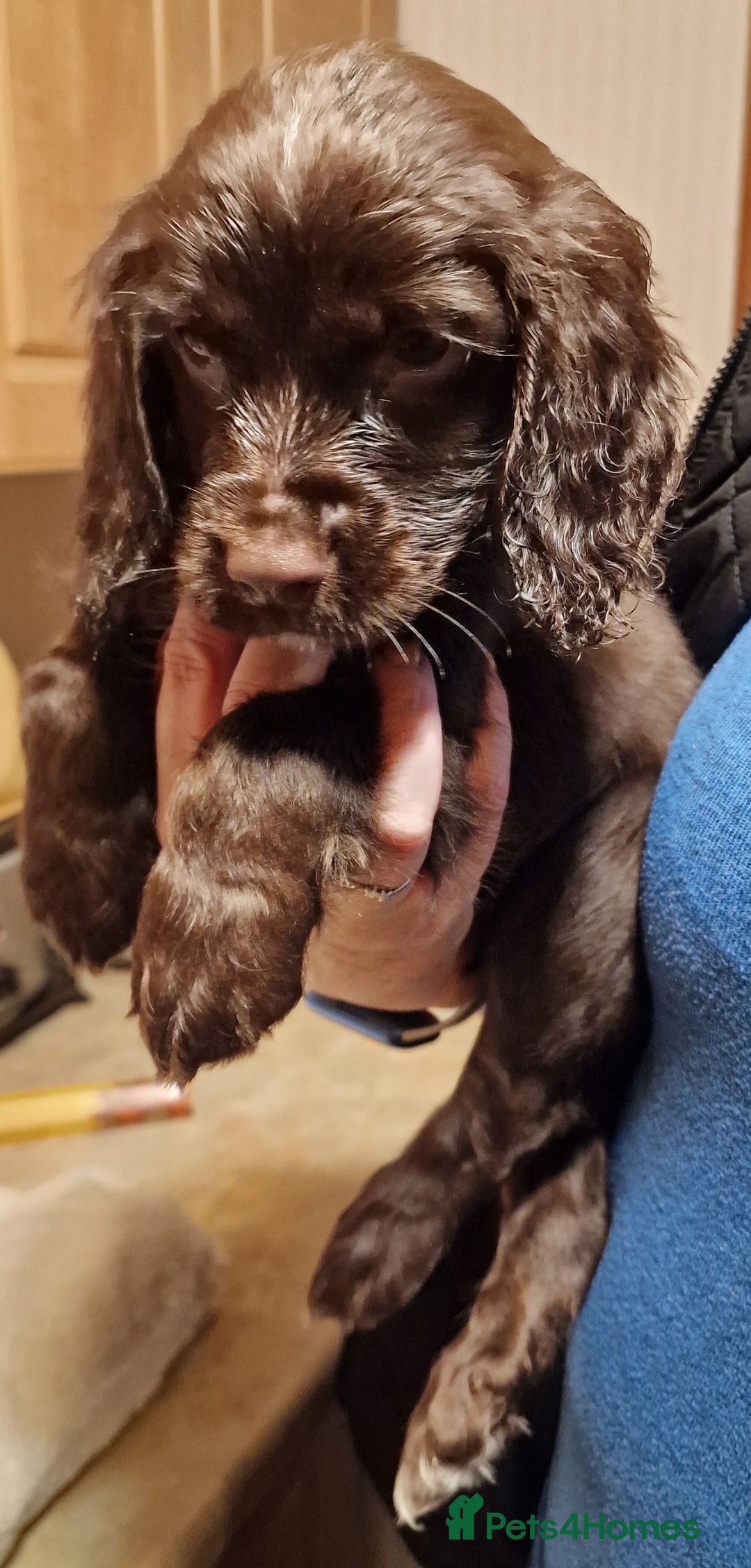 Cocker Spaniel dogs for sale: Working cocker spaniel puppies - Image 12