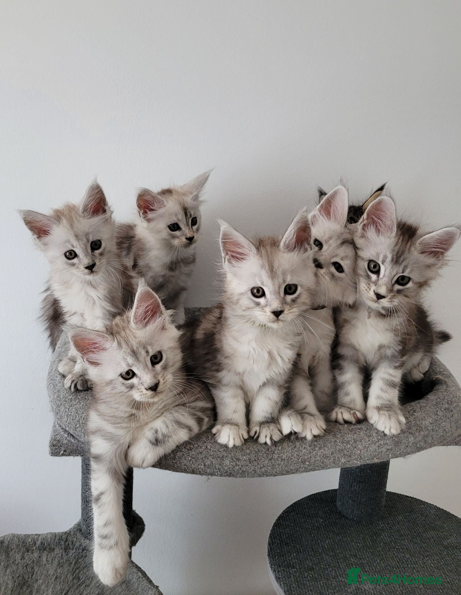 Maine Coon cats Tica registered maine coon kittens  - Advert 6