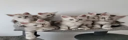 Maine Coon cats for sale: Tica registered maine coon kittens  - Advert 1