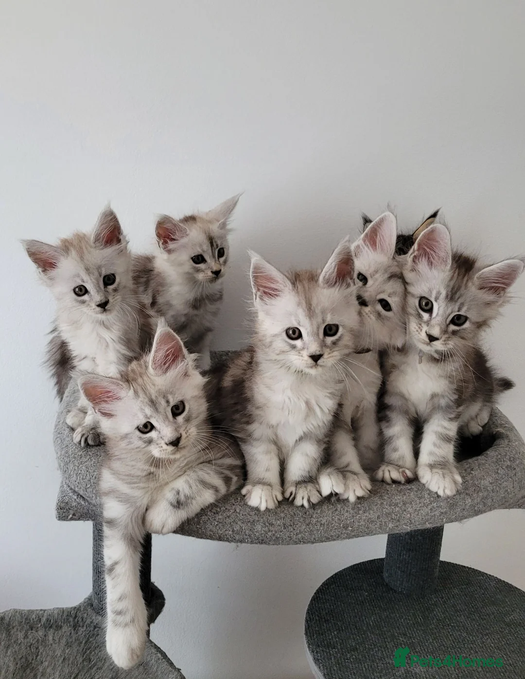 Maine Coon cats for sale: Tica registered maine coon kittens  - Advert 1