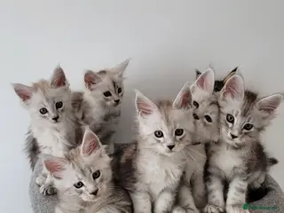 Maine Coon cats Tica registered maine coon kittens - Advert 6