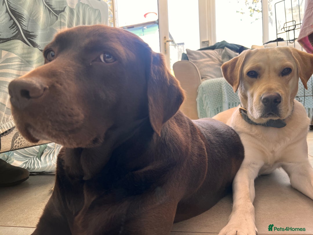 Labrador Retriever dogs for sale: 🌟 Fully vaccinated Chunky pedigree Labradors 🌟  - Advert 2