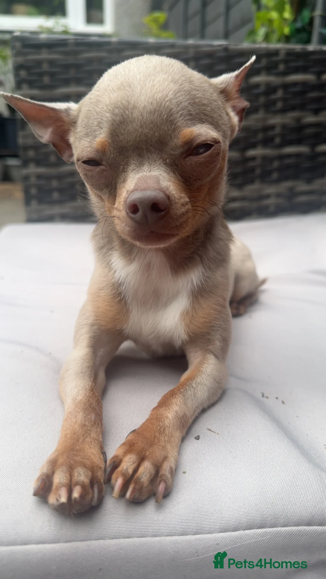 Chihuahua dogs for sale: Mhari Lilac Chihuahua  in Edinburgh - Advert 1