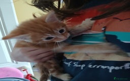 British Shorthair cats for sale: Long and shirt hair kittens - Image 5
