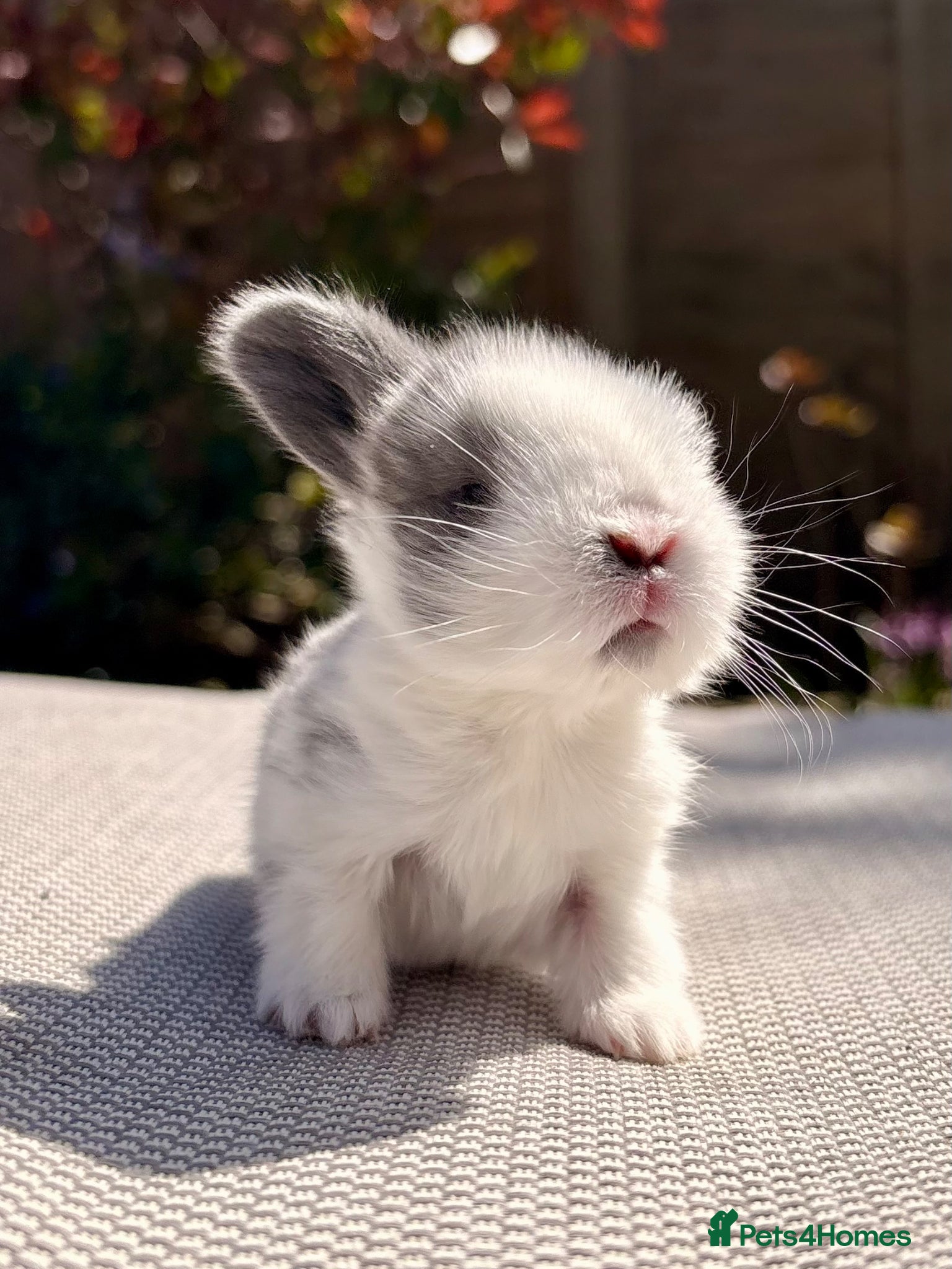 Mini Lop rabbits Mini Lop Baby Bunnies 🌸 - Advert 1