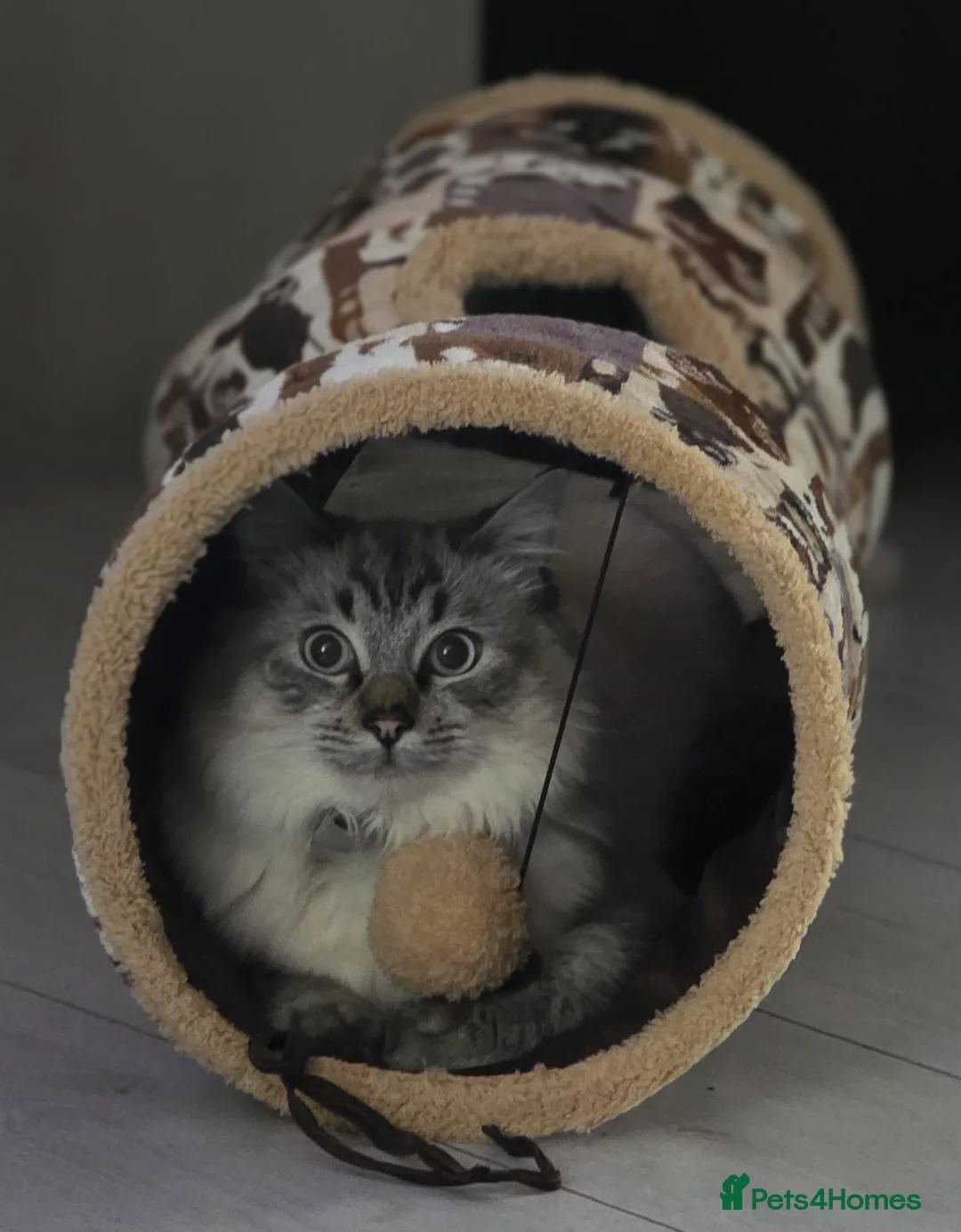 Ragdoll cats for sale: Male Ragdoll - Advert 3