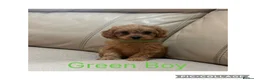 Cavapoo dogs for sale: Beautiful F1 Cavapoo Puppies  - Advert 5