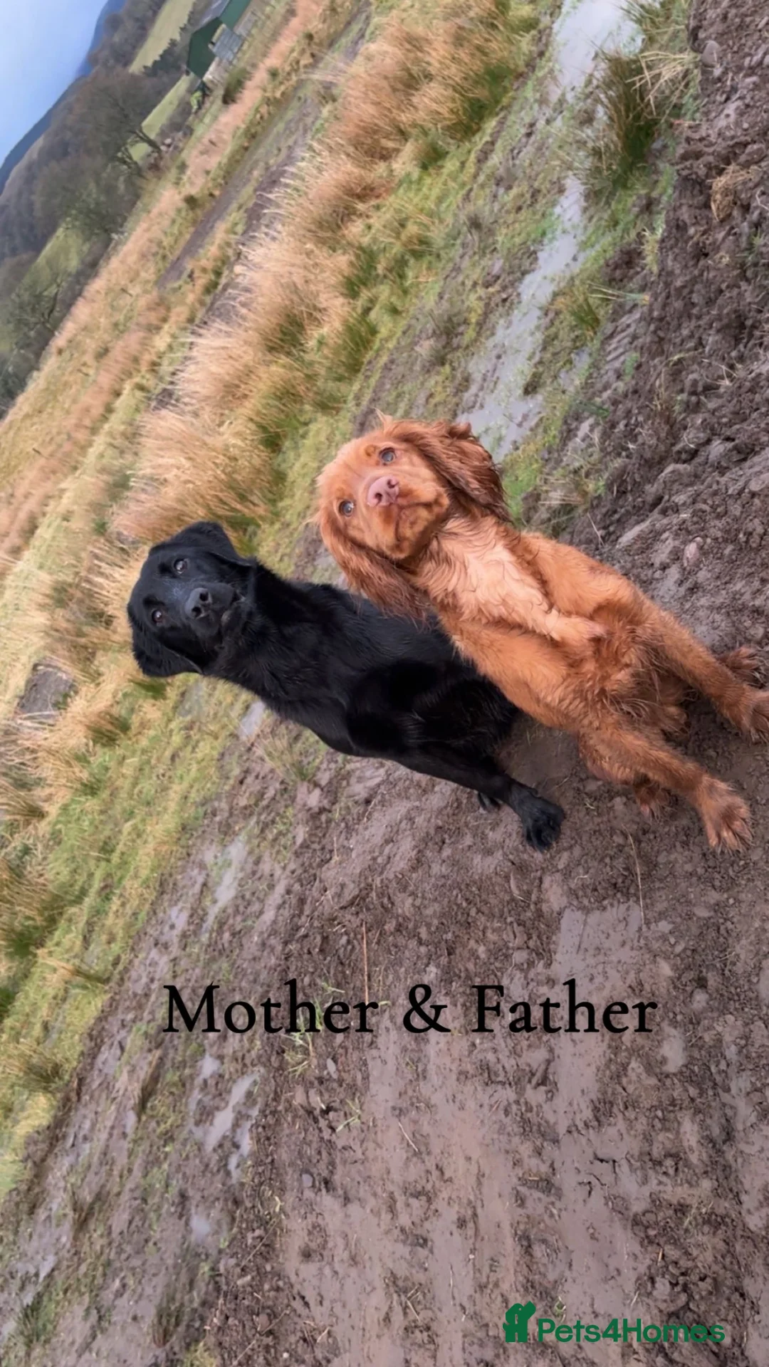 Cockerdor dogs for sale: 1 COCKERDOR MALE PUPPY - Advert 2