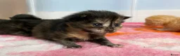 Mixed Breed cats for sale: 3 female mainecoon mix kittens  - Advert 14
