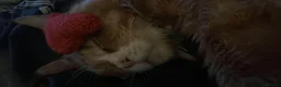 Maine Coon cats for sale: Maincoon/ forest cat  - Advert 8