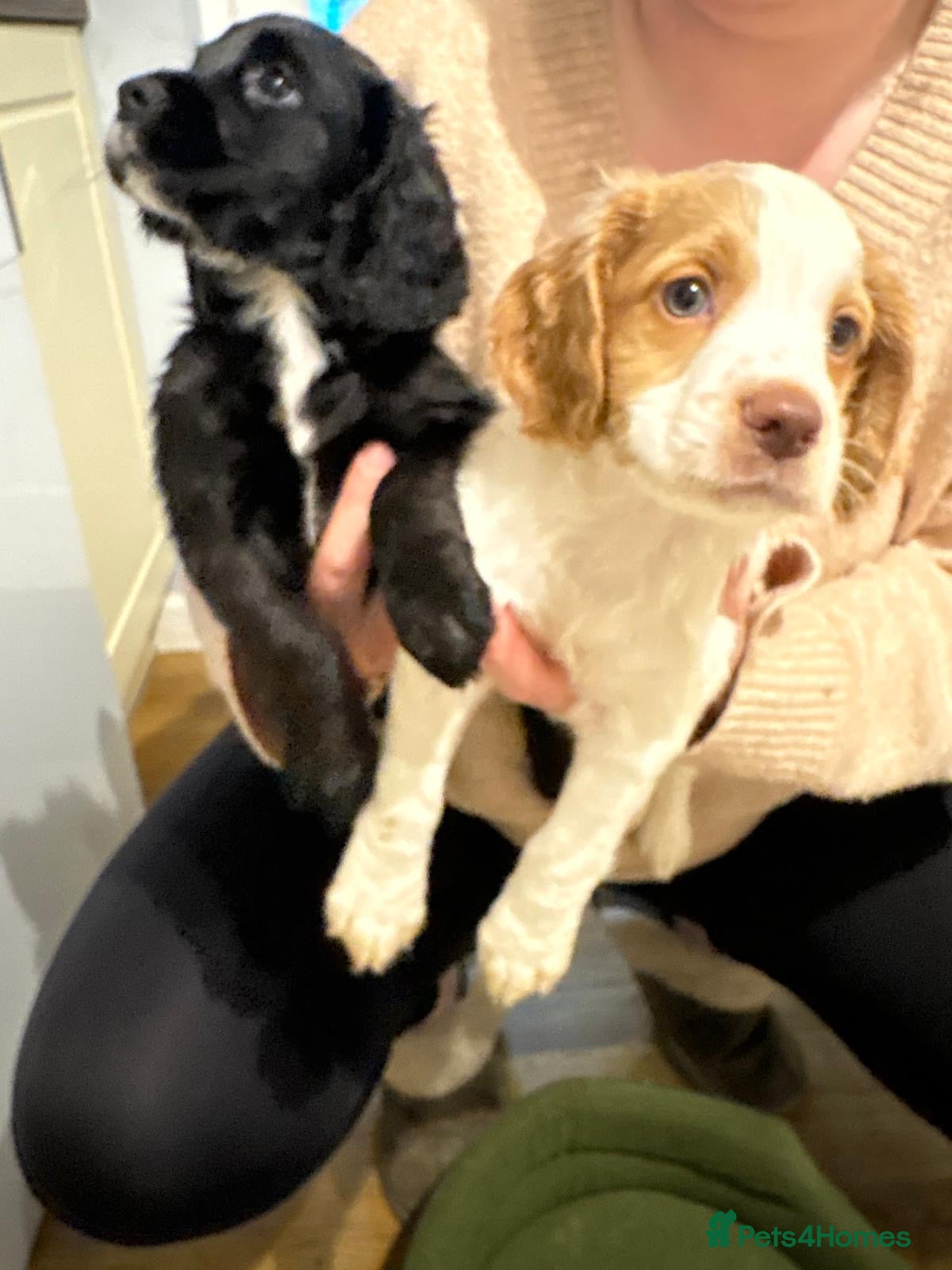 Cocker Spaniel dogs KC registered working cocker spaniel puppies - Advert 13