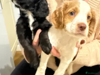 Cocker Spaniel dogs KC registered working cocker spaniel puppies - Advert 13