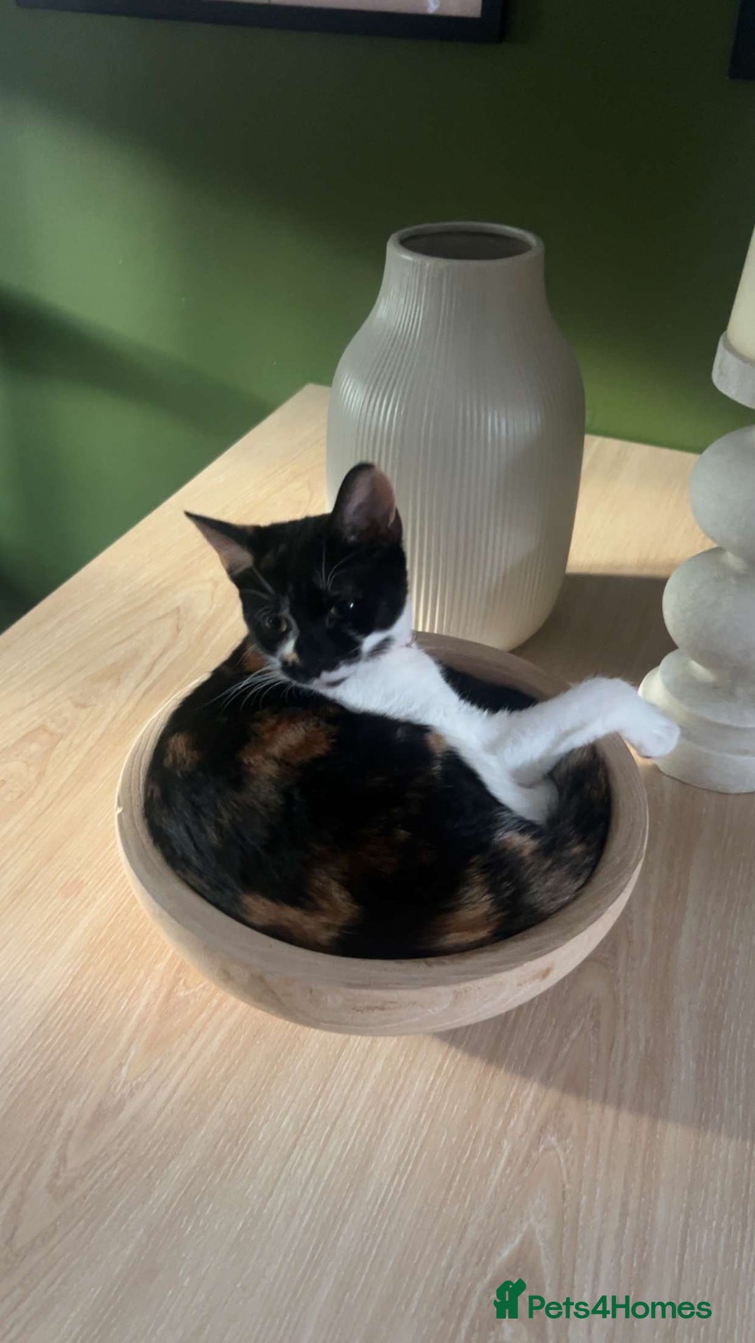 Mixed Breed cats for sale: Two female kittens  - Image 2