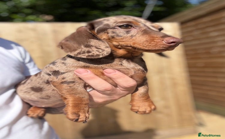 Miniature Dachshund dogs - Advert 9