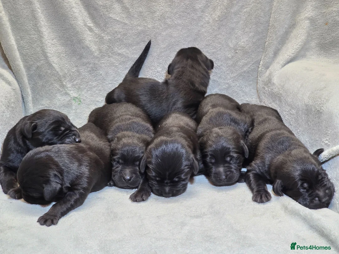 Goldador dogs for sale: Beautiful Home-Raised Goldador Puppies - Advert 1