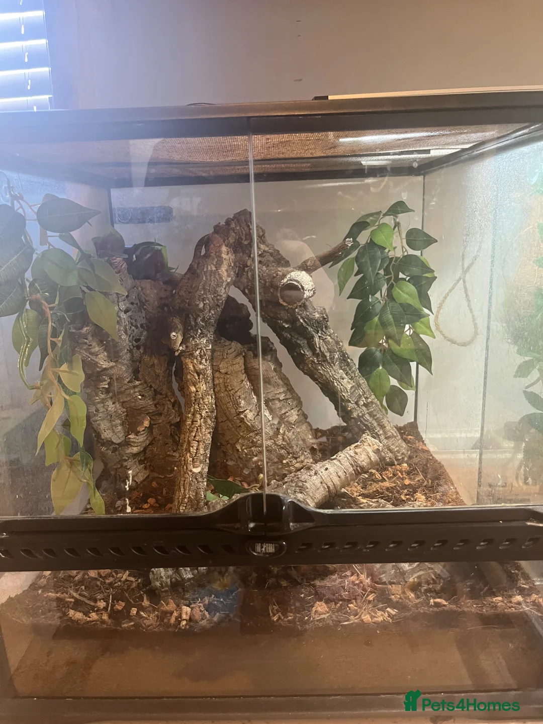 Gecko reptiles for sale: Chahoua gecko’s plus set up for sale  - Advert 6
