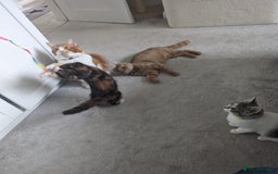 Mixed Breed cats for sale: Cats 🥰 - Image 7