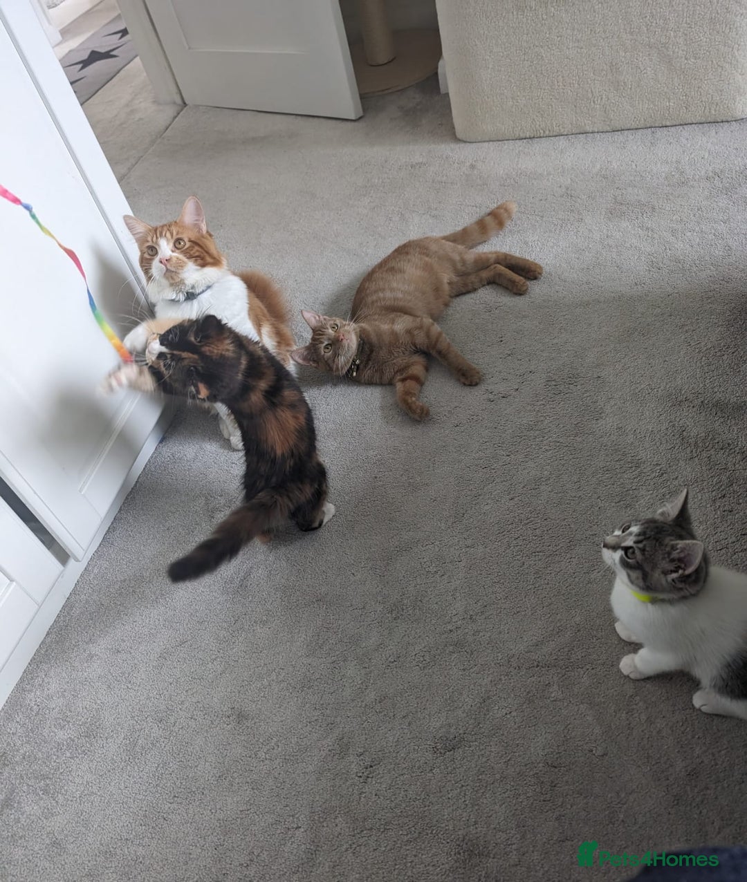Mixed Breed cats for sale: Cats 🥰 - Image 7