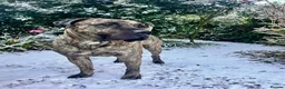 Presa Canario dogs for sale: Presa Canario male 4 yrs old - Advert 4