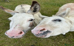 Other Breed horses for sale: Lovely bonded pair of jennies - Image 2