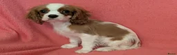 Cavalier King Charles Spaniel dogs for sale: Gorgeous Cavalier King Charles Spaniel puppies - Advert 2