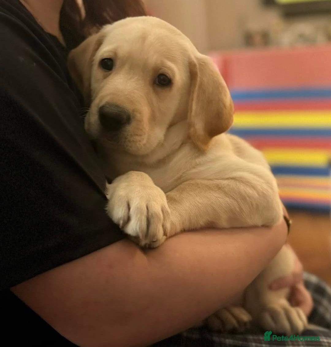 Labrador Retriever dogs for sale: Labrador puppies  - Image 6