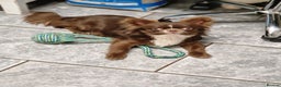 Chihuahua dogs for stud: Chihuahua Chocolate longhaired Stud  in Romford - Advert 13
