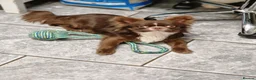Chihuahua dogs for stud: Chihuahua Chocolate longhaired Stud  in Romford - Advert 13