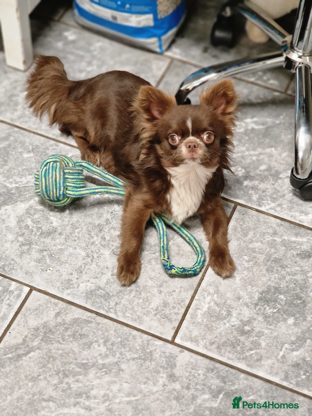 Chihuahua dogs for stud: Chihuahua Chocolate longhaired Stud  in Romford - Advert 13