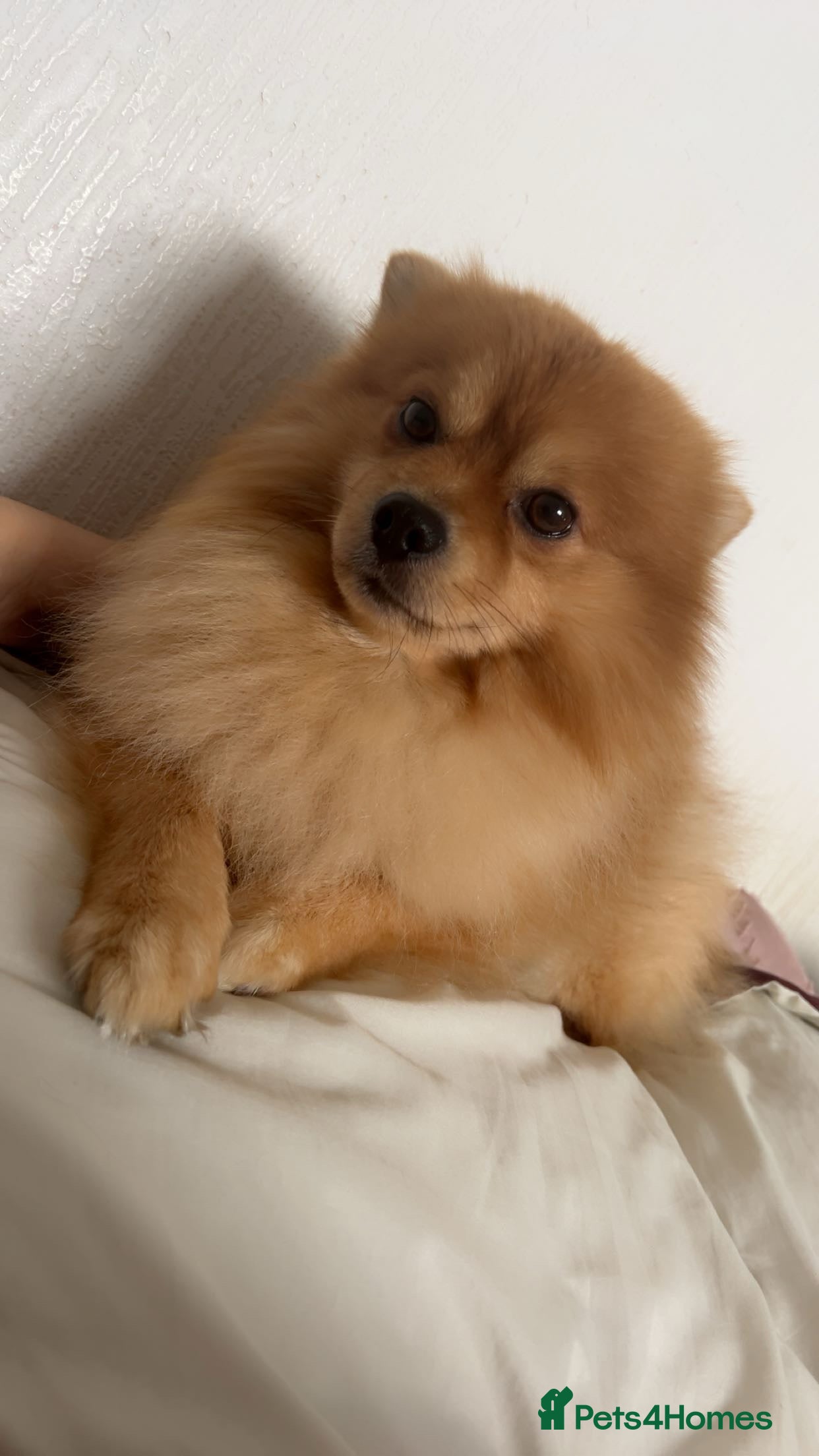 Pomeranian dogs Pomerian  - Advert 1