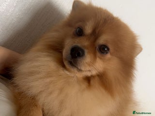 Pomeranian dogs Pomerian - Advert 1