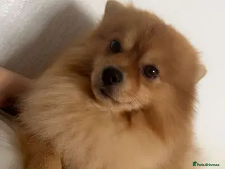 Pomeranian dogs Pomerian - Advert 5