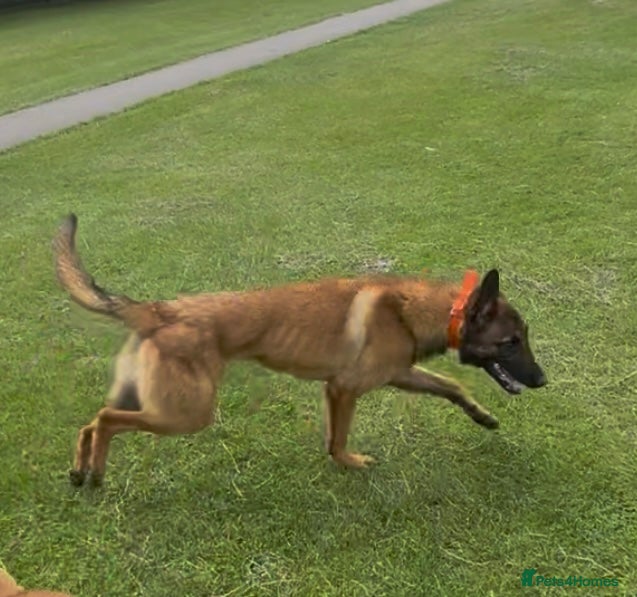 Belgian Shepherd Dog dogs Kc registered very well breed up for stud  - Advert 3