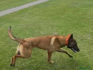 Belgian Shepherd Dog dogs Kc registered very well breed up for stud - Advert 5